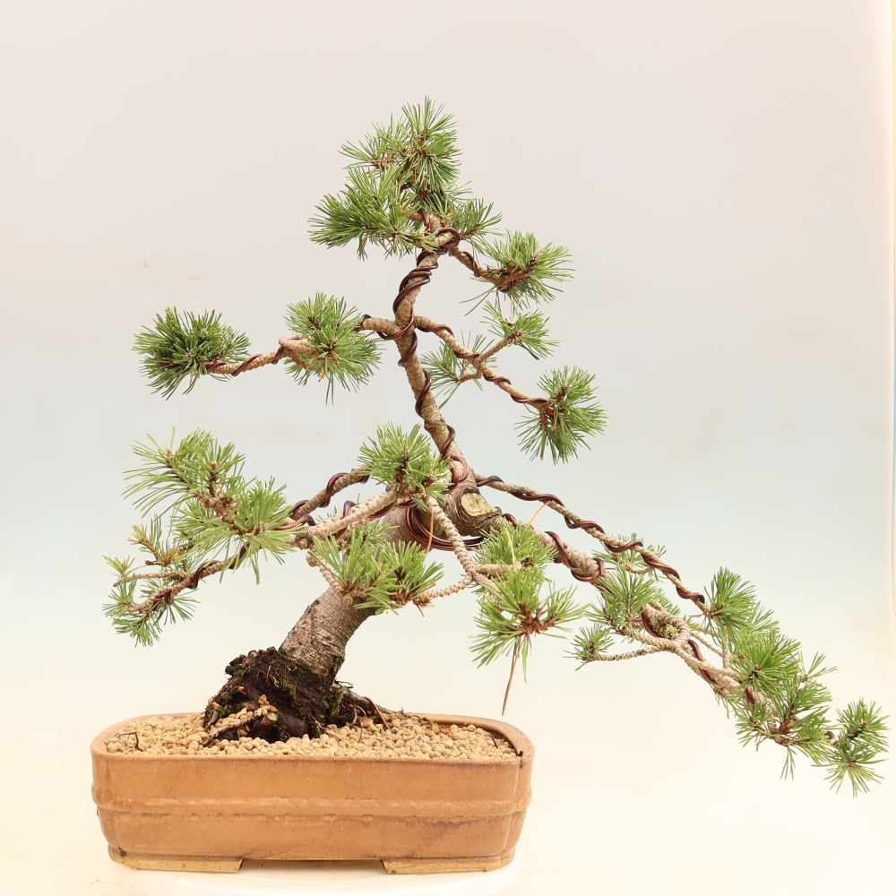 Bonsai da esterno - Pinus mugo Humpy  - Pino mugo