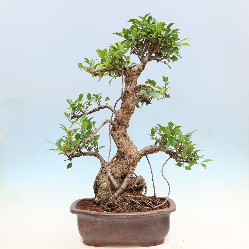 Camera bonsai - Ficus kimmen - ficus a foglie piccole