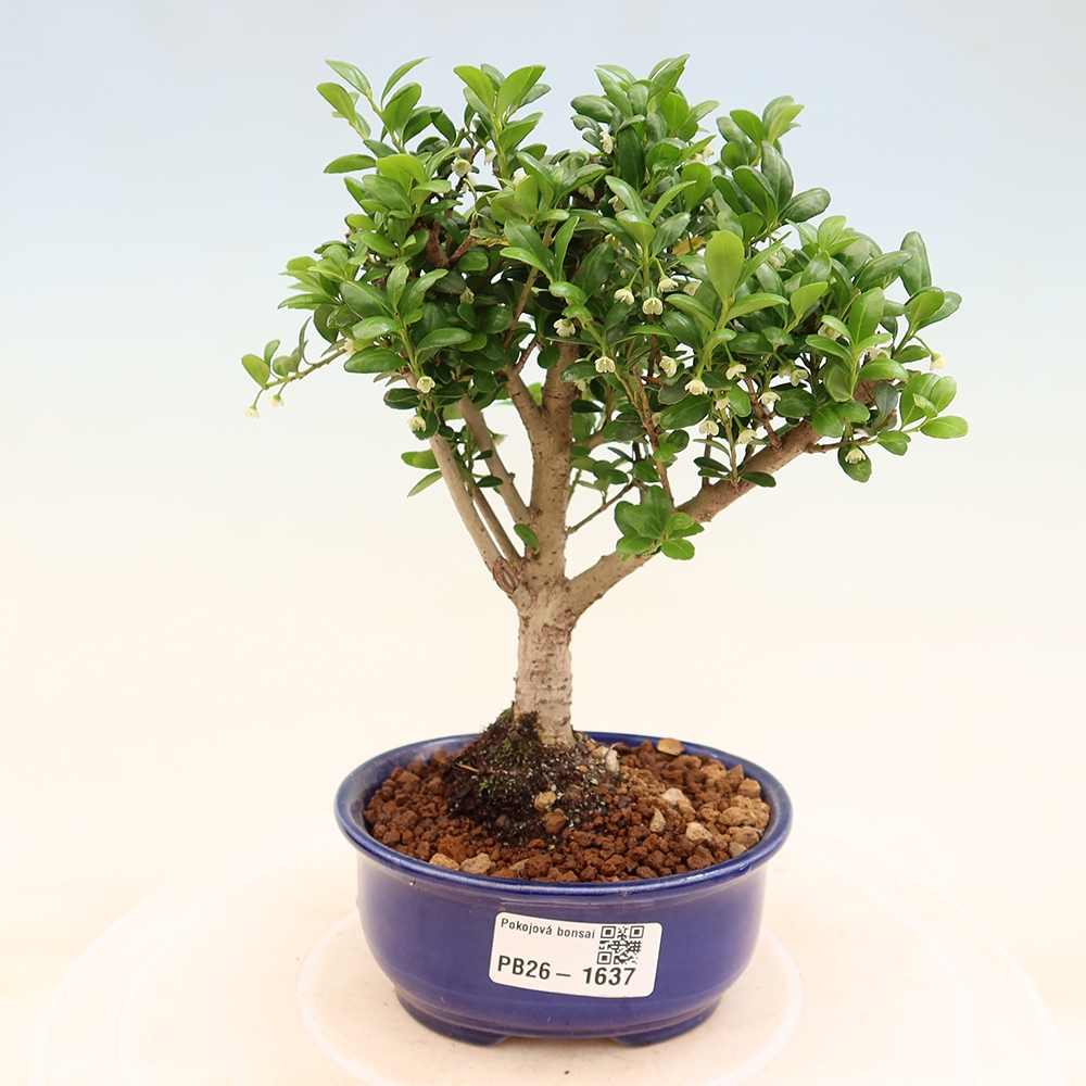 Camera bonsai - Ilex crenata - Agrifoglio