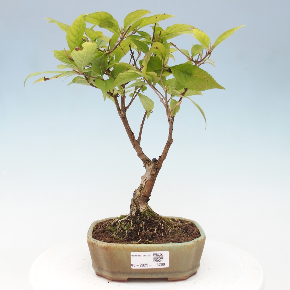 Bonsai da esterno - Callicarpa japonica