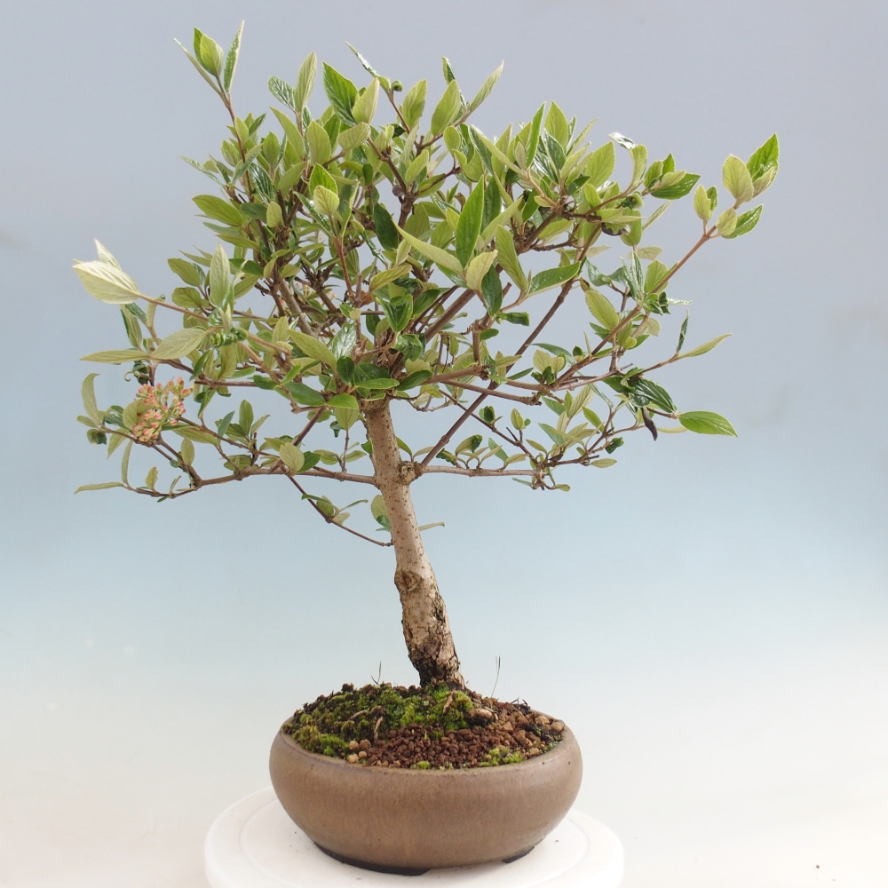 Bonsai da esterno - Kalina Bodnanská - Viburum carlesii hemsi