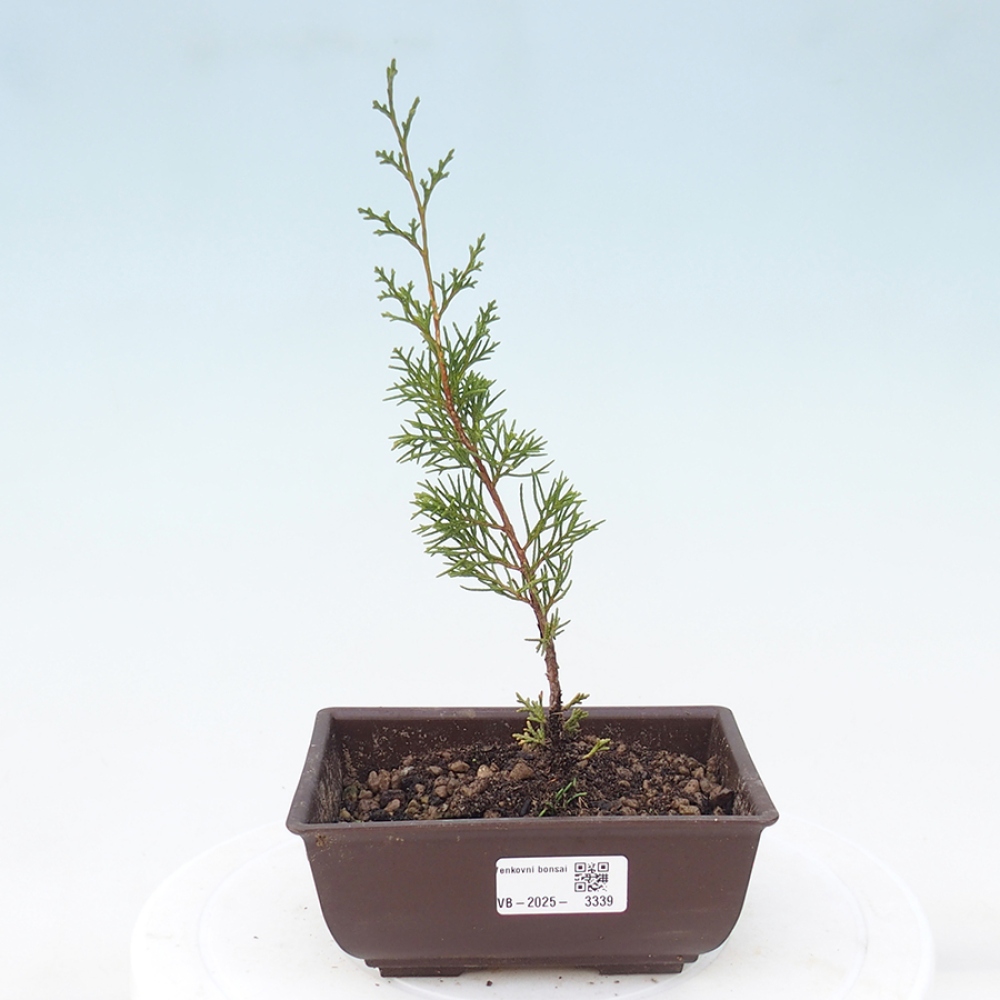 Bonsai da esterno - Juniperus chinensis Itoigawa