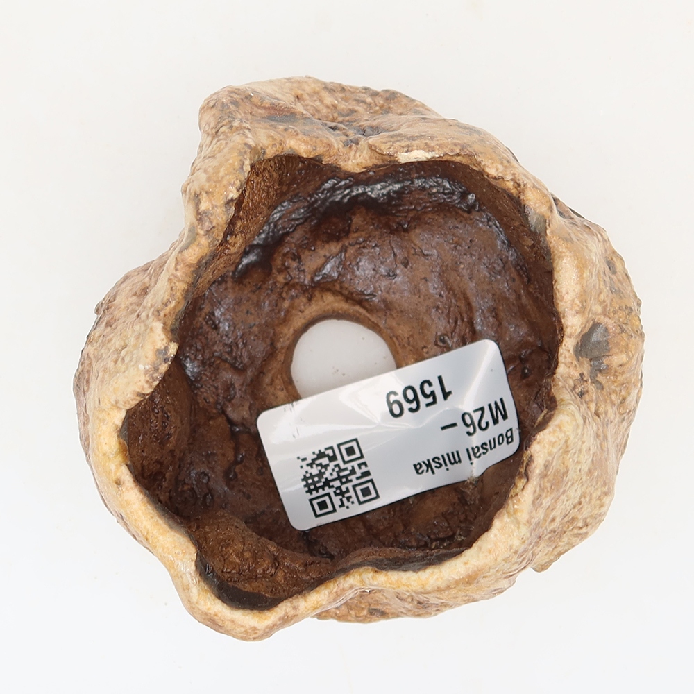 Guscio in ceramica  6 x 5 x 6 cm, colore marrone