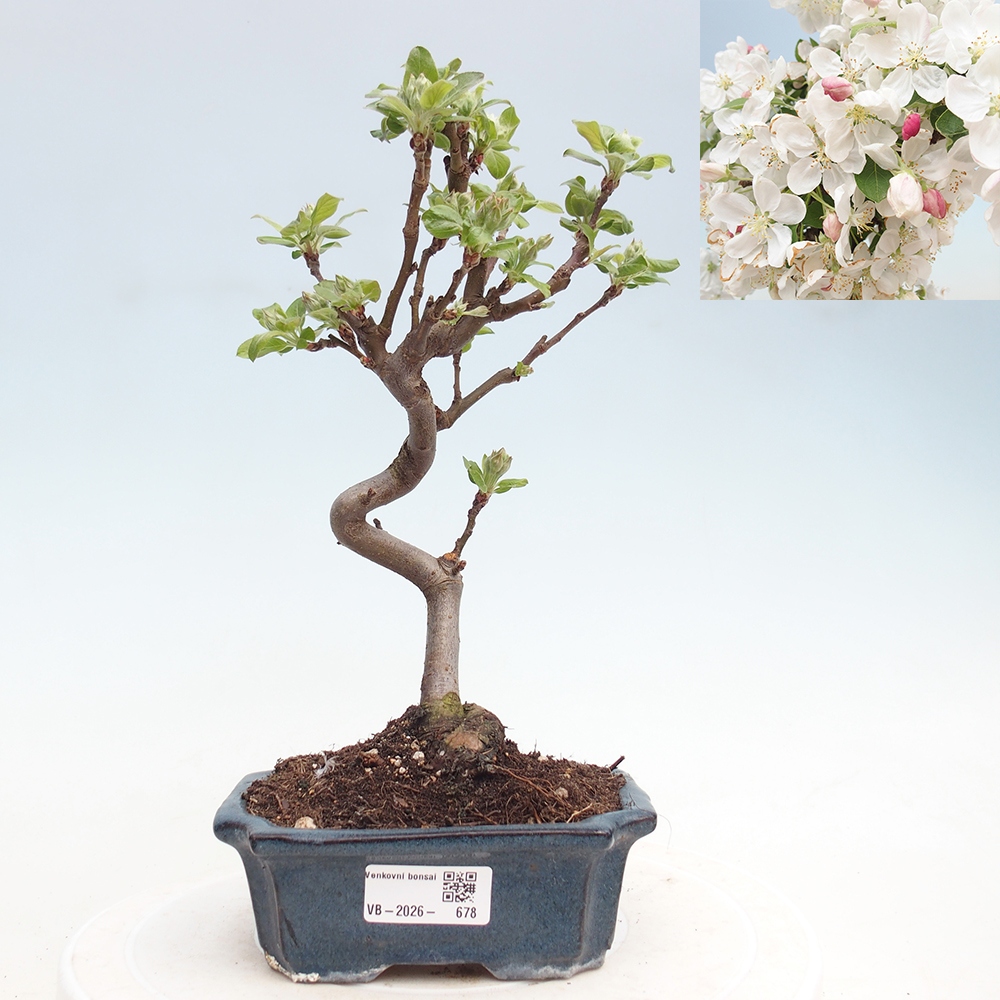 Bonsai da esterno -Malus halliana - Melo a frutto piccolo