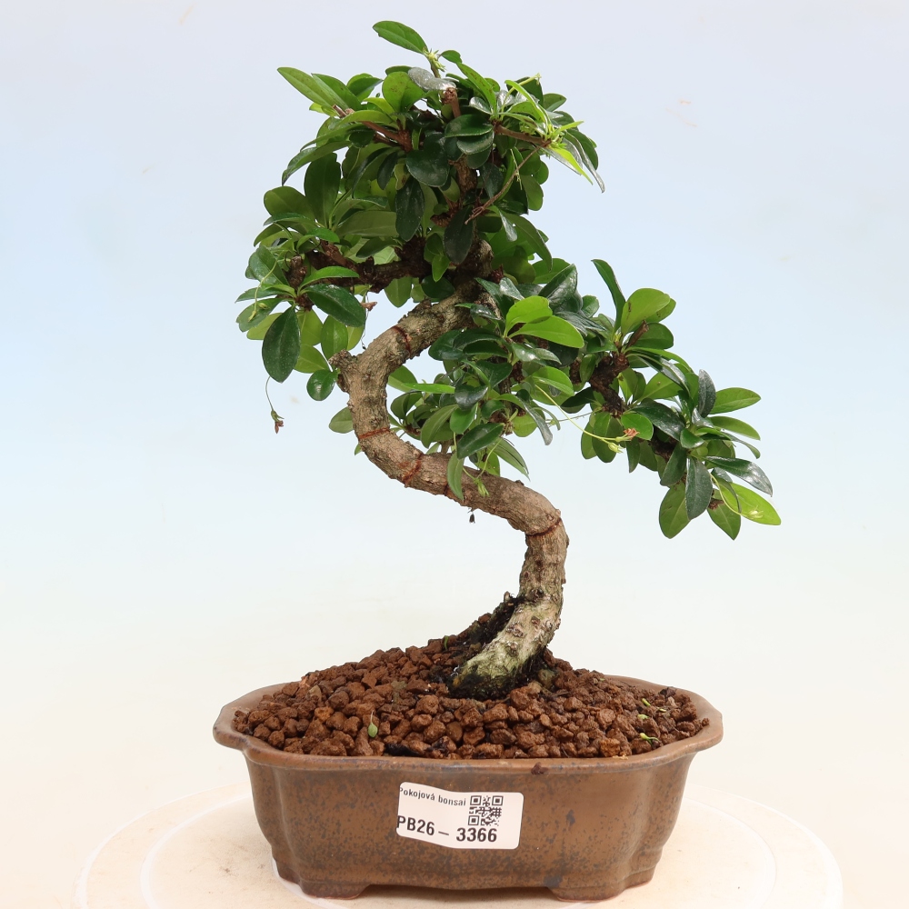 Camera bonsai - Carmona macrophylla - Tea fuki