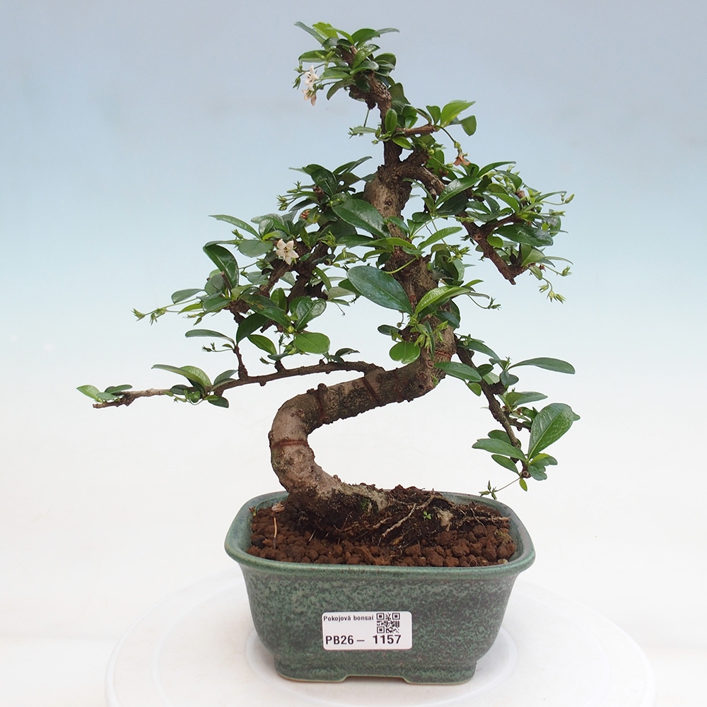 Camera bonsai - Carmona macrophylla - Tea fuki