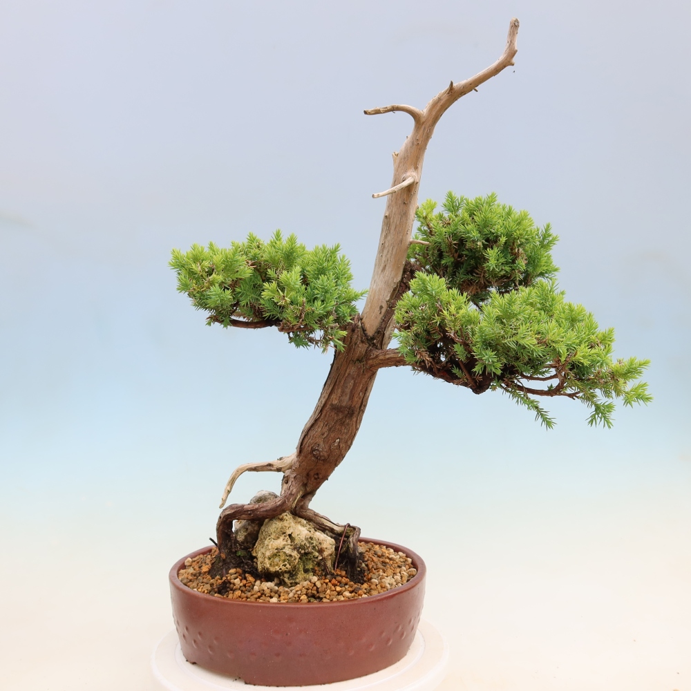 Bonsai da esterno - Juniperus squamata – Ginepro squamoso