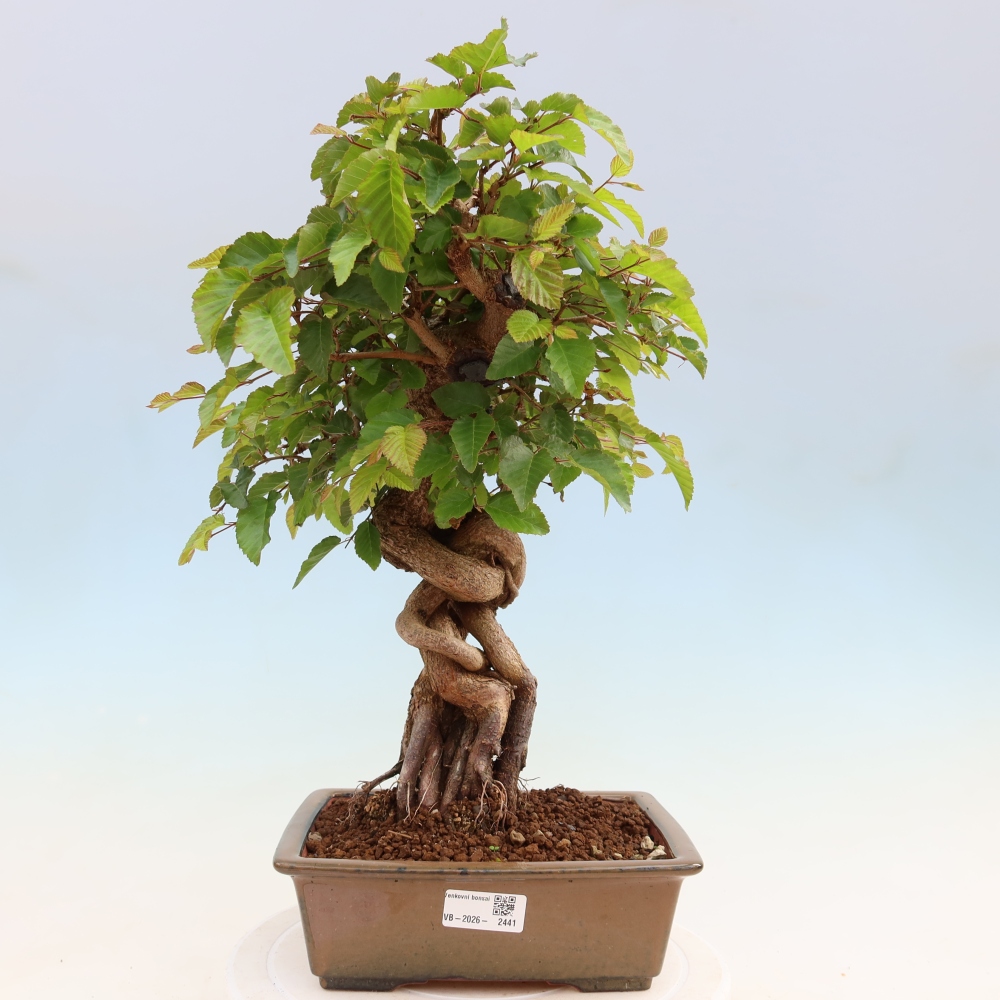 Bonsai da esterno -Carpinus Coreana - Carpino coreano