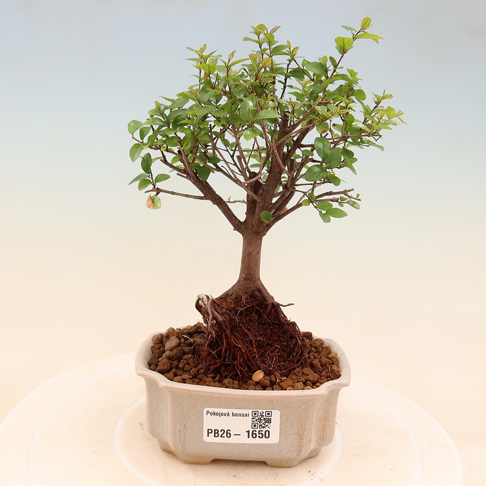 Camera bonsai - Sageretia thea - Sageretia thea