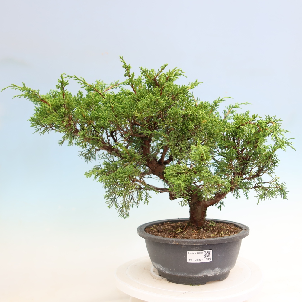 Bonsai da esterno - Juniperus chinensis Itoigawa-Juniperus chinensis