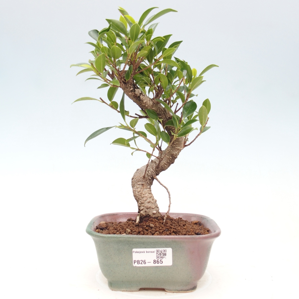 Camera bonsai - Ficus retusa - ficus a foglie piccole