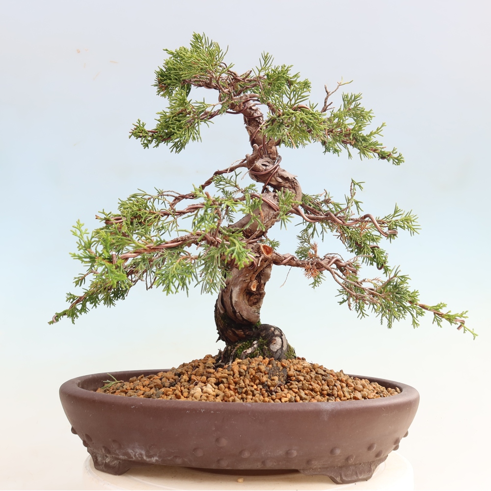 Bonsai da esterno - Juniperus chinensis Itoigawa-Juniperus chinensis