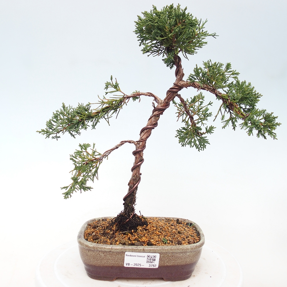 Bonsai da esterno - Juniperus chinensis Kishu