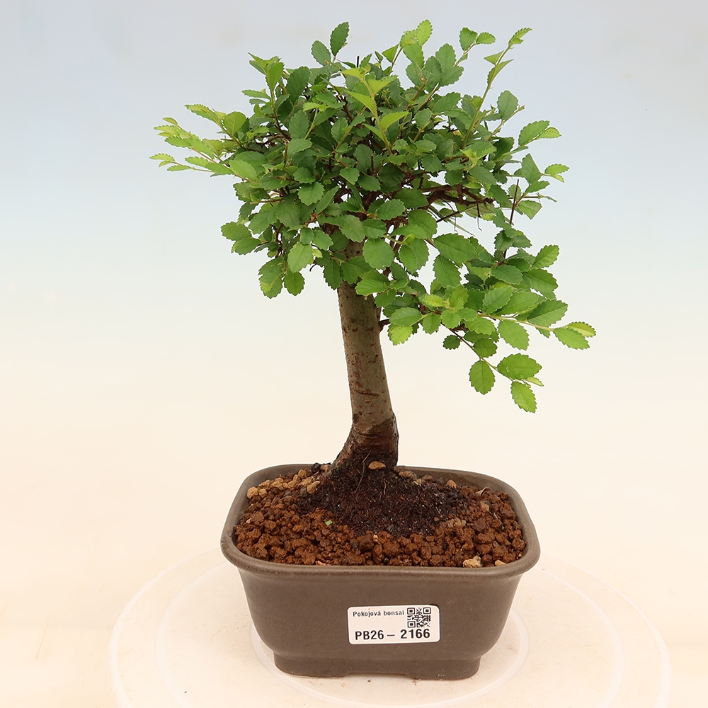 Camera bonsai - Ulmus parvifolia - Olmo a foglie piccole