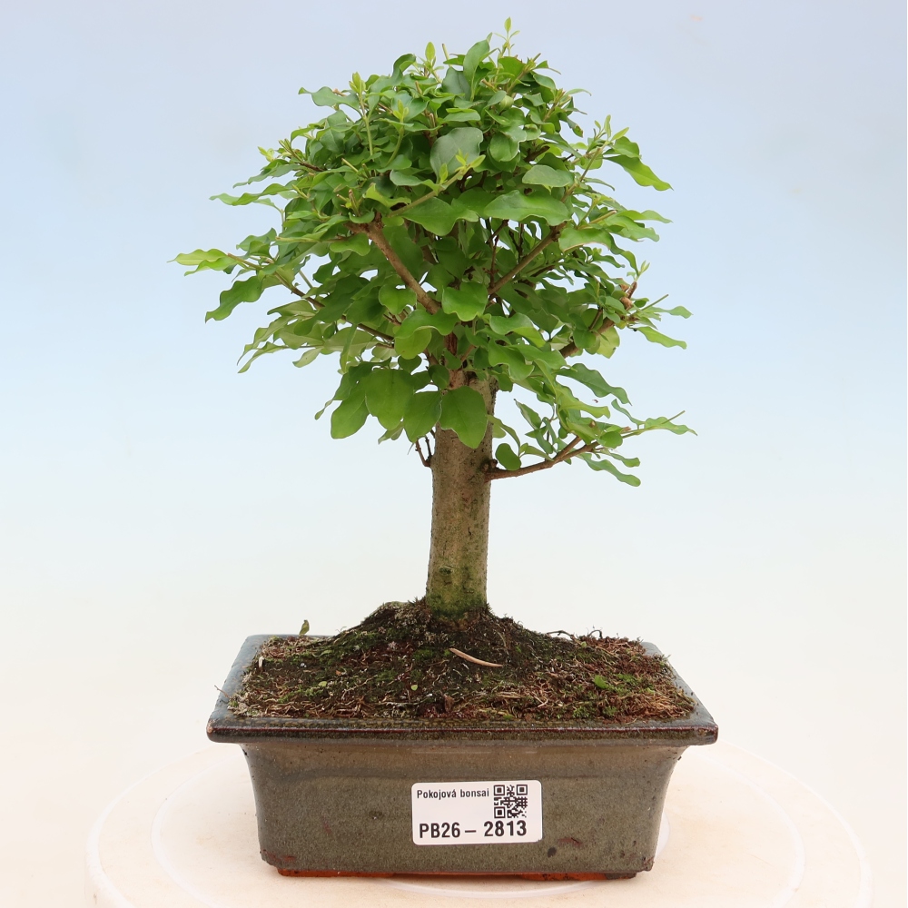 Camera bonsai -Ligustrum chinensis - Becco d'uccello
