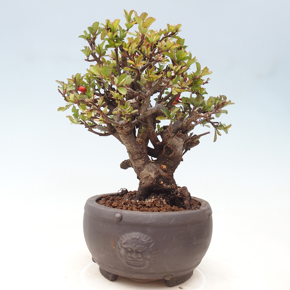 Bonsai da esterno - Chaneomeles speciosa - Cotogno