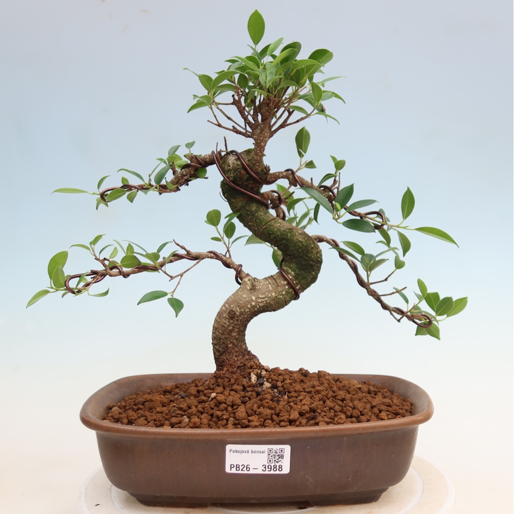 Camera bonsai - Ficus kimmen - ficus a foglie piccole