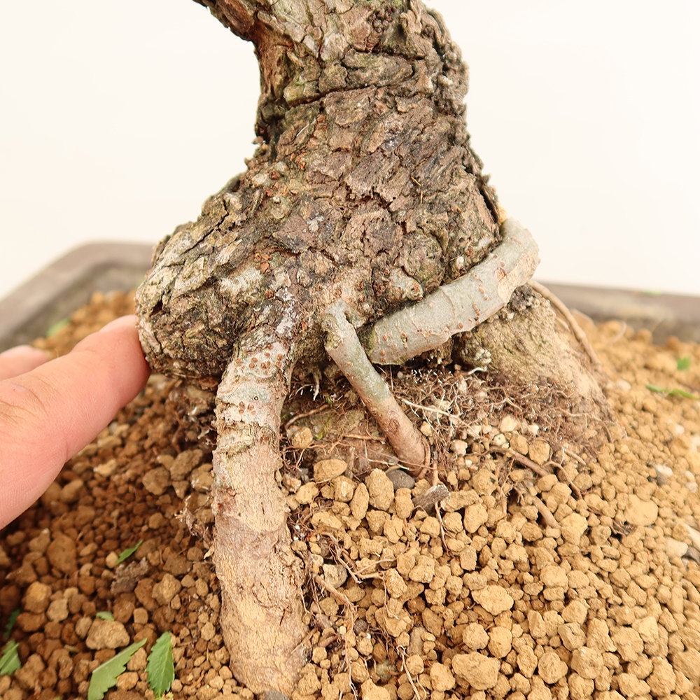 Bonsai da esterno - Zelkova - Zelkova NIRE