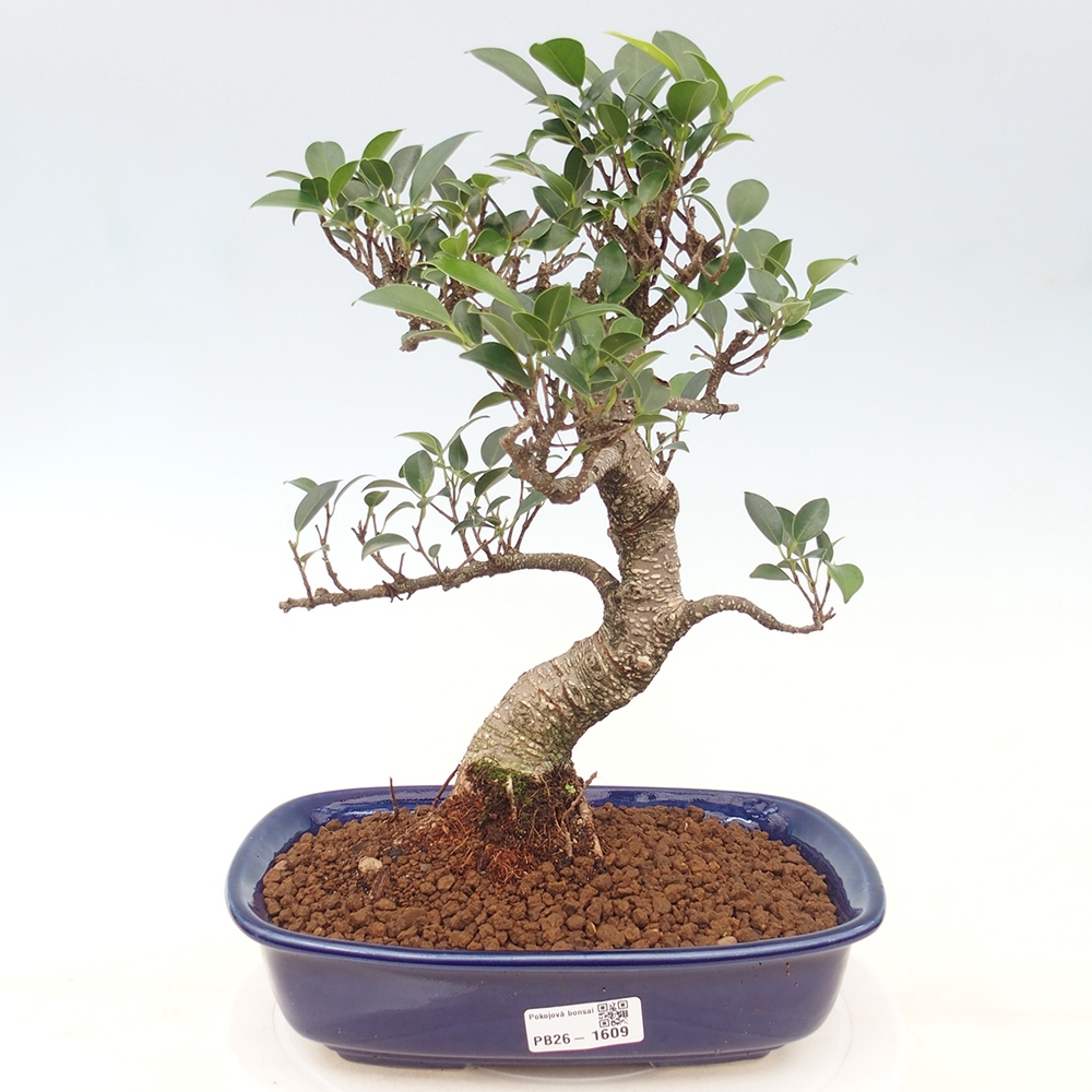 Camera bonsai - Ficus kimmen - ficus a foglie piccole