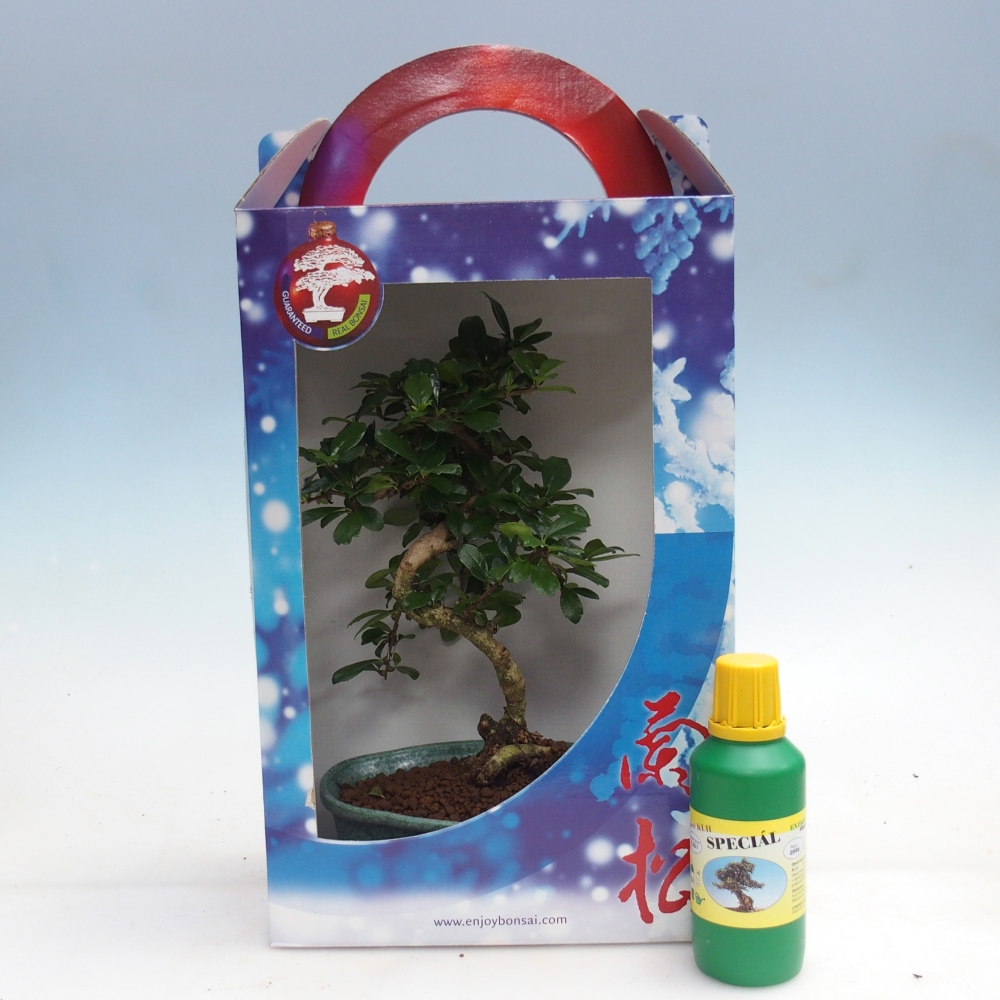 Bonsai da camera in confezione regalo Carmona microphylla - Tea fuki