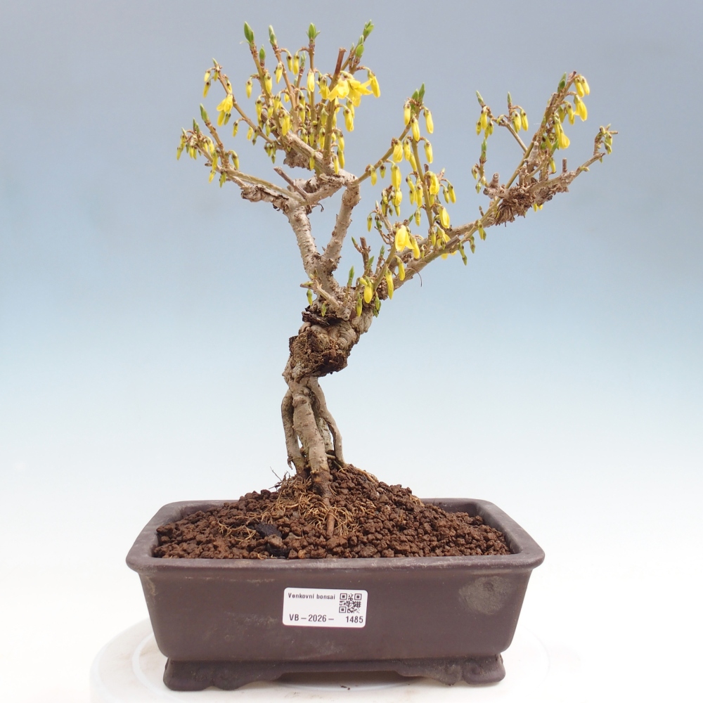 Bonsai da esterno - Zlatice - Forsythia koreana