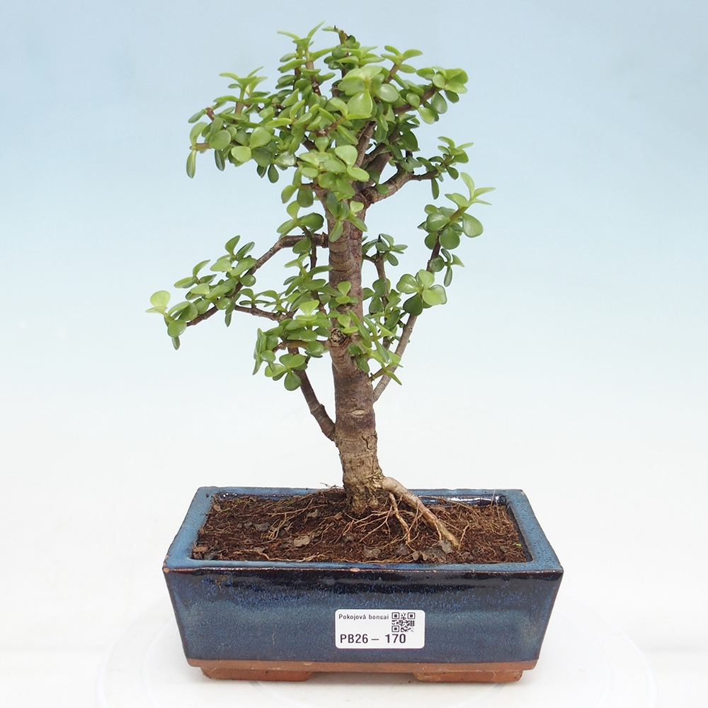 Camera bonsai - Portulakaria Afra - Tlustice