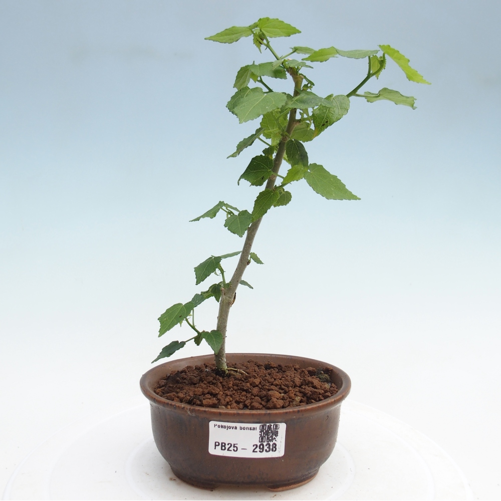 Bonsai da interno - Malvaviscus arboreus