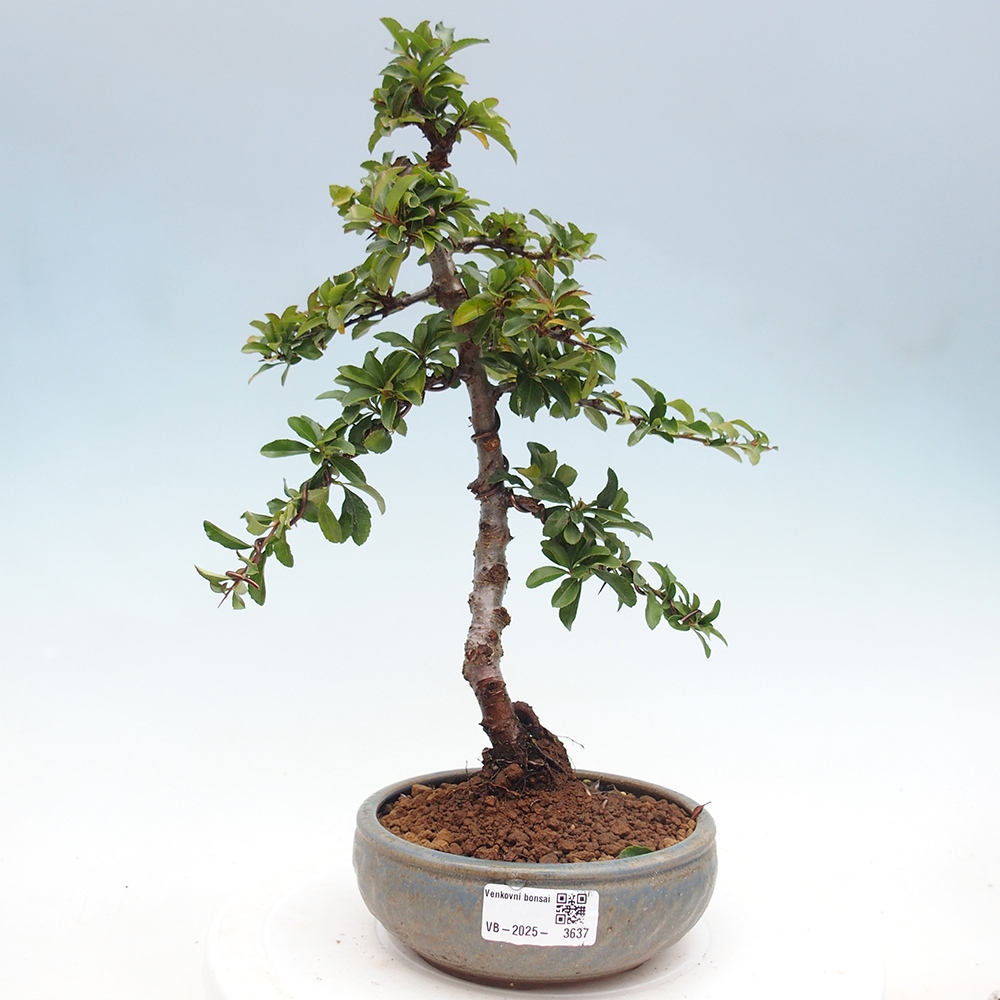 Bonsai da esterno-Pyracantha Teton -Hlox