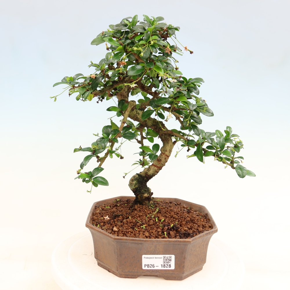 Camera bonsai - Carmona macrophylla - Tea fuki