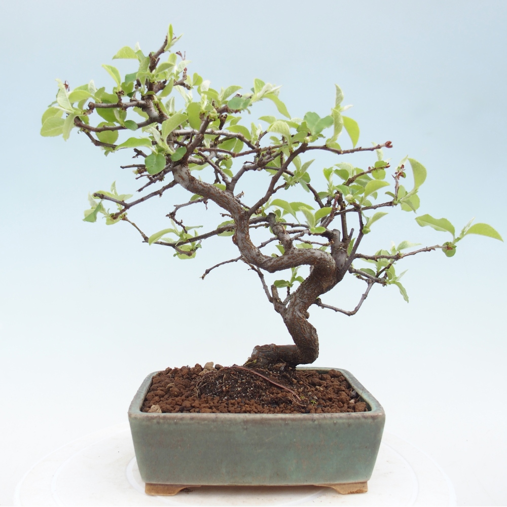Bonsai da esterno - Chaneomeles chinensis