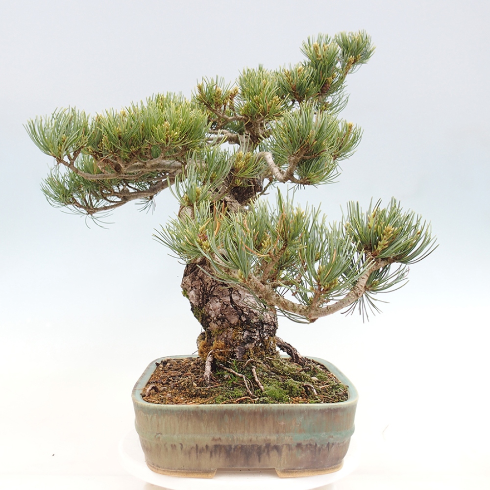 Bonsai da esterno - Pinus parviflora - Pinus parviflora