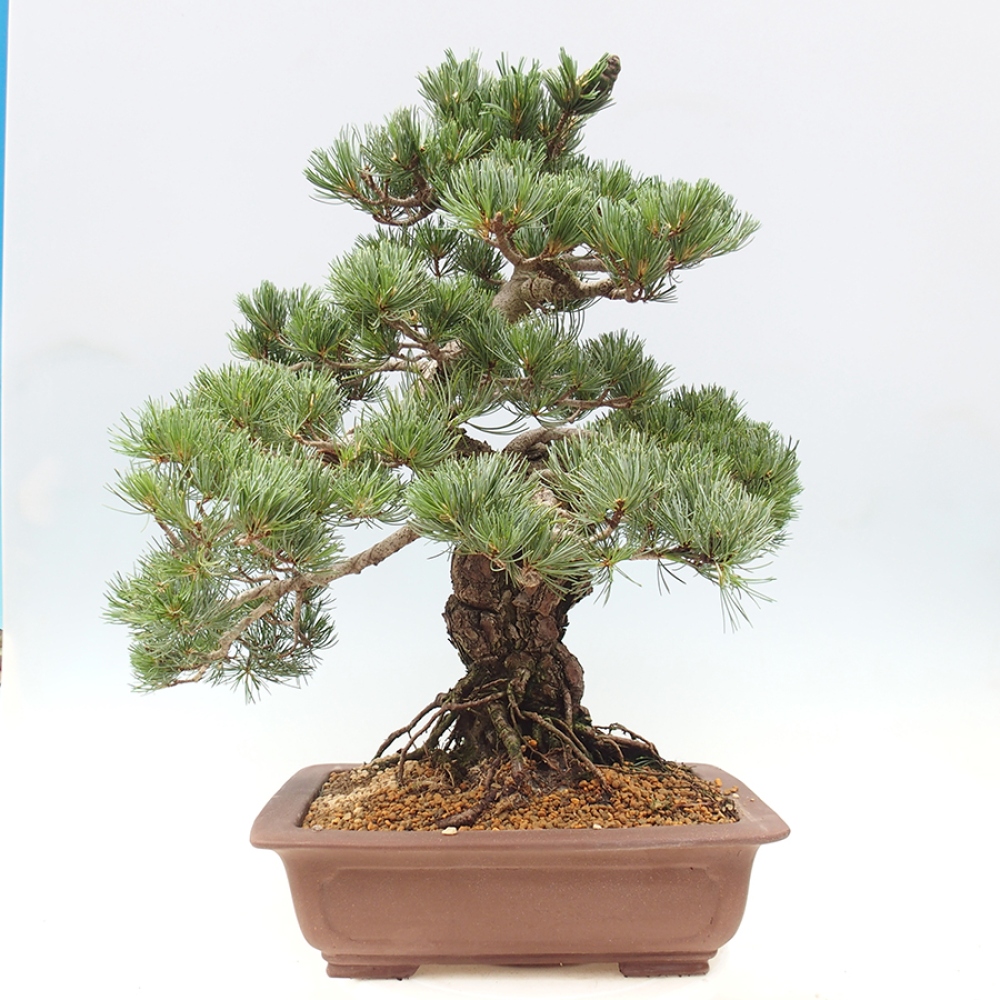 Bonsai da esterno - Pinus parviflora - Pinus parviflora