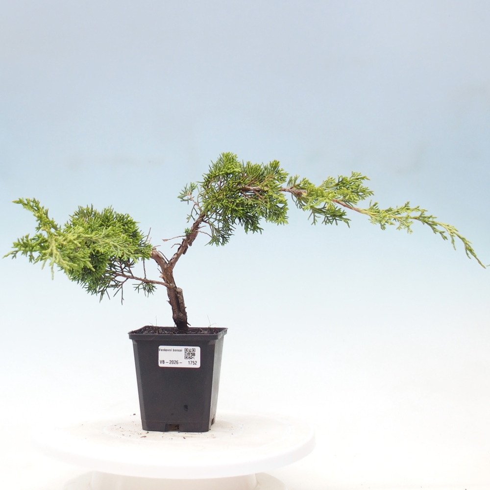 Bonsai da esterno - Juniperus chinensis Itoigawa
