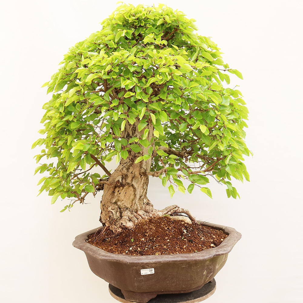 Bonsai da esterno -Carpinus Coreana - Carpino coreano