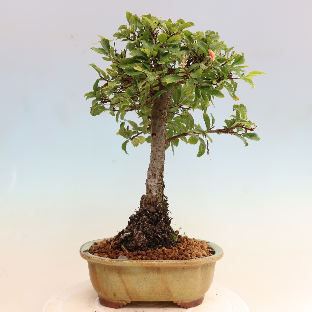 Bonsai da esterno - Zelkova - Zelkova NIRE