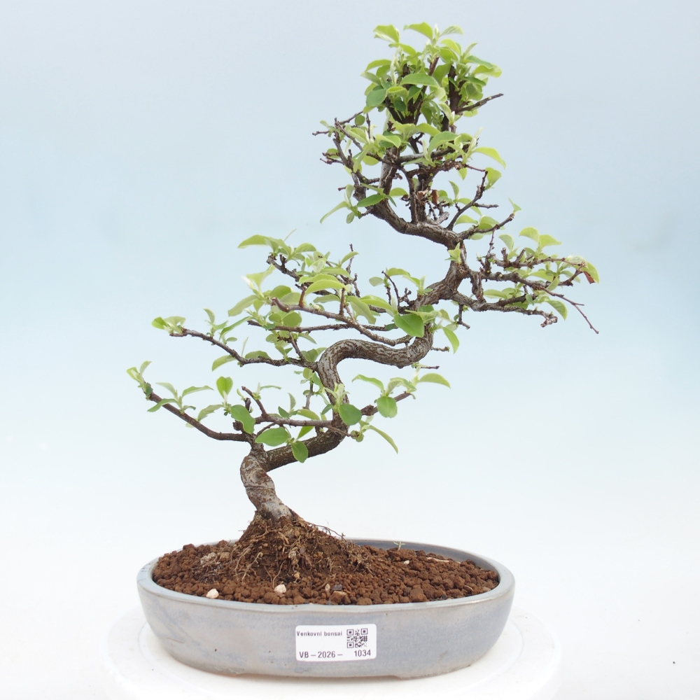Bonsai da esterno - Chaneomeles chinensis