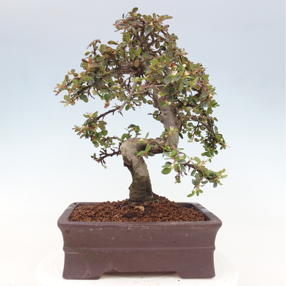 Bonsai da esterno - Cotoneaster dammeri - Roccia di Damer