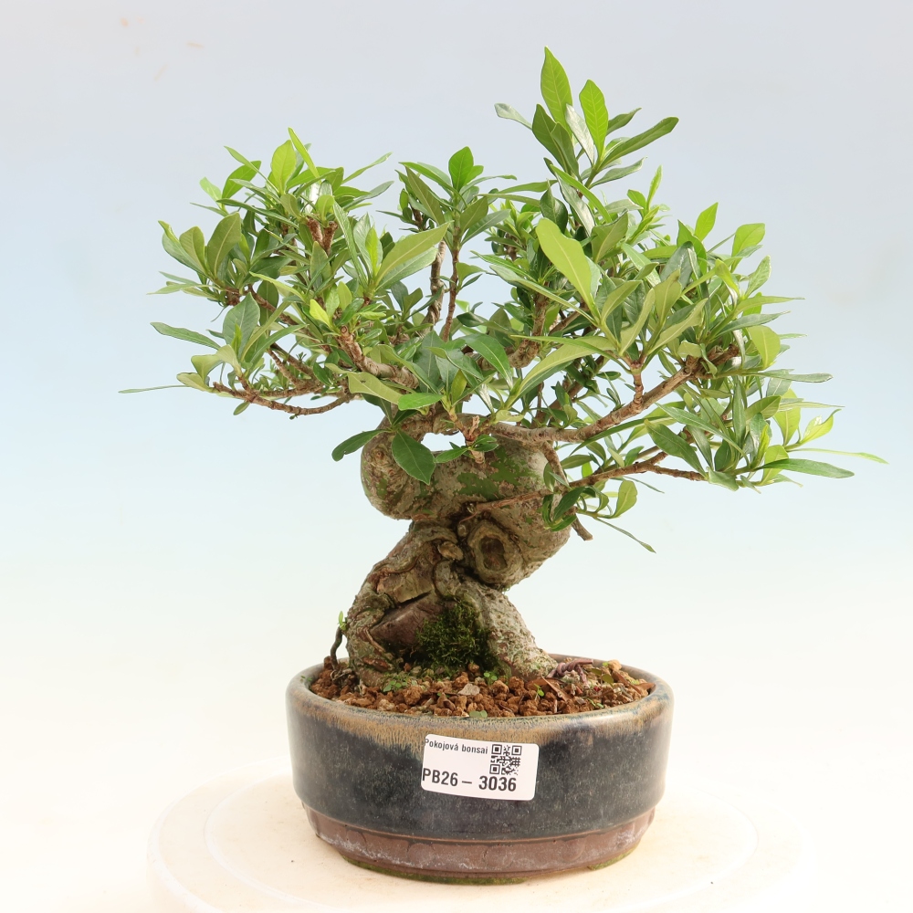 Camera bonsai - Gardenia jasminoides-Gardenia