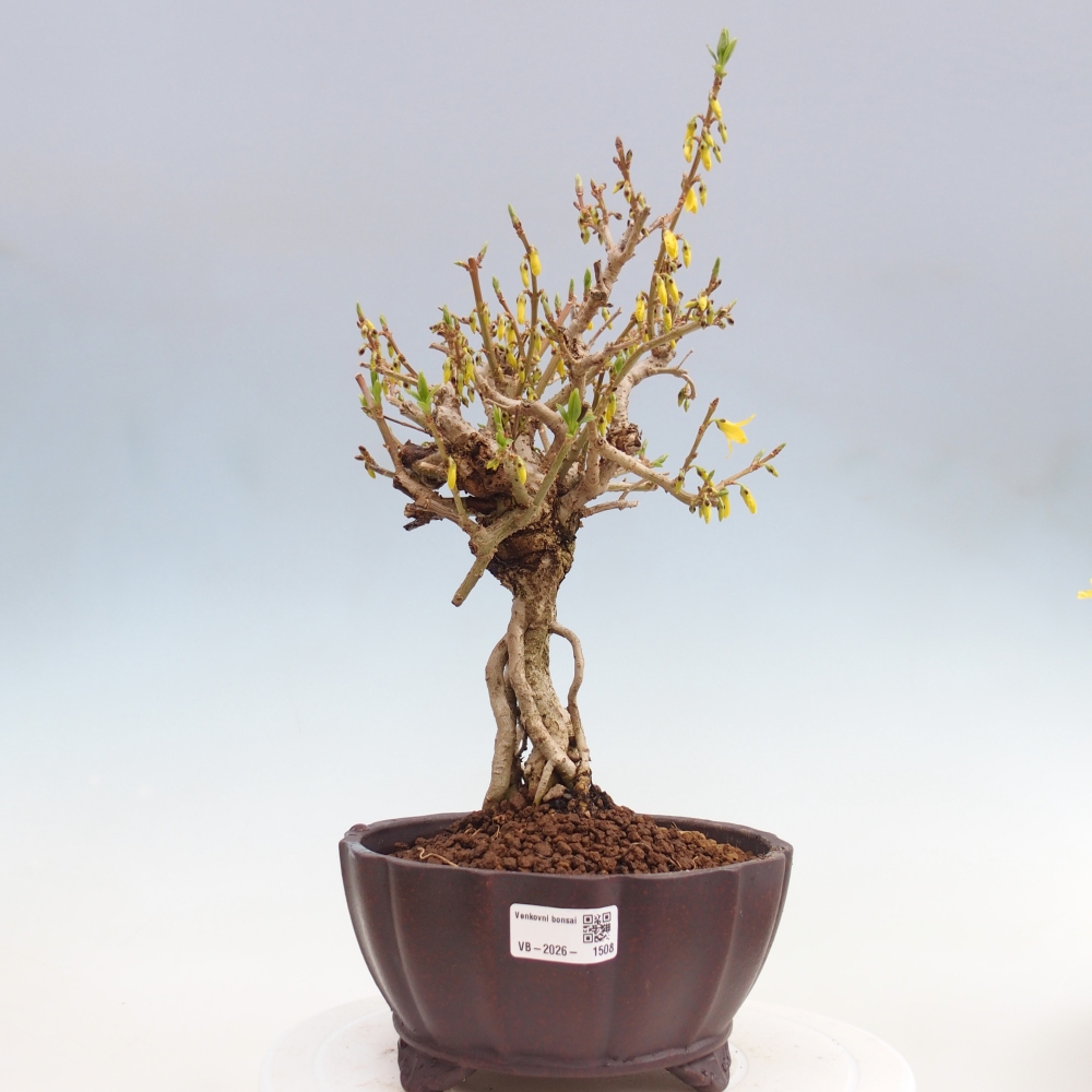 Bonsai da esterno - Zlatice - Forsythia koreana