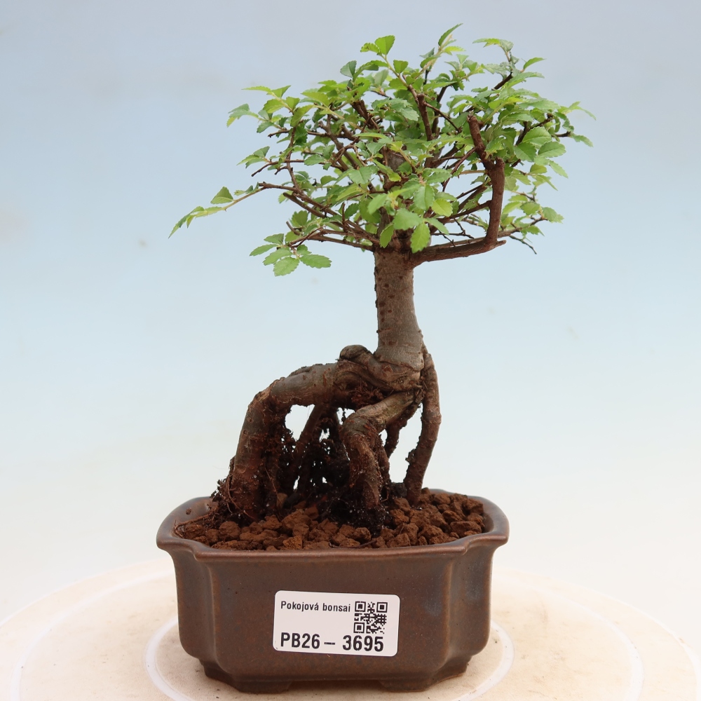 Camera bonsai - Ulmus parvifolia - Olmo a foglie piccole