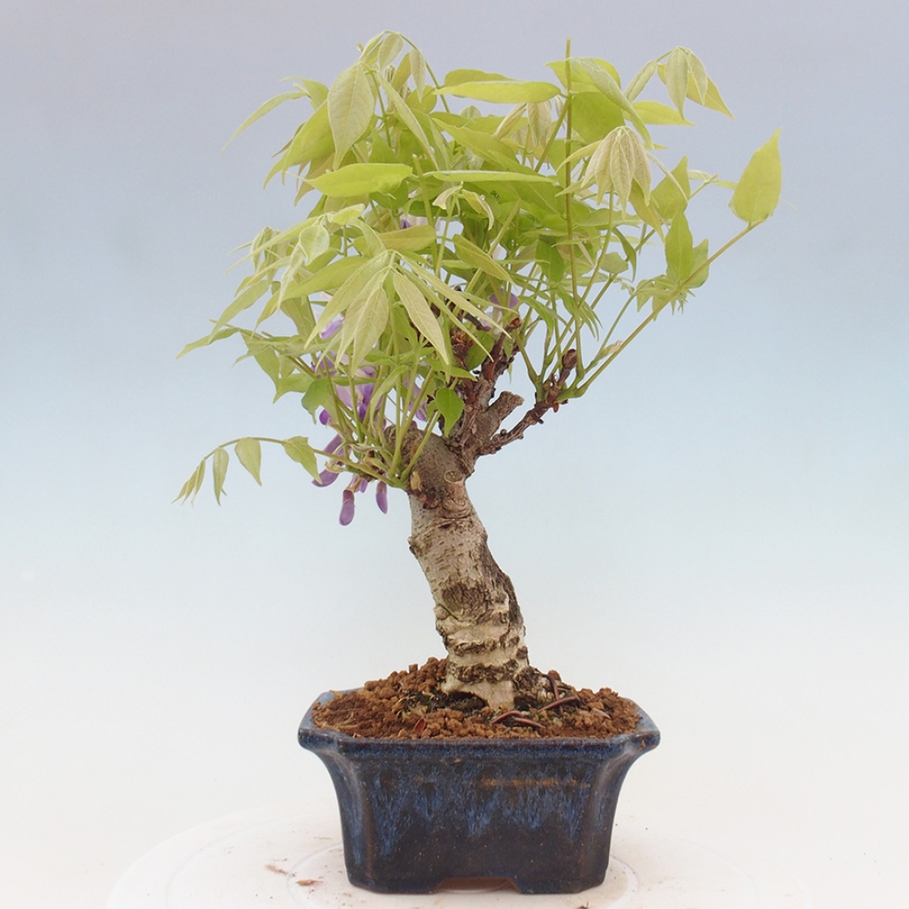 Bonsai da esterno - Glicine floribunda