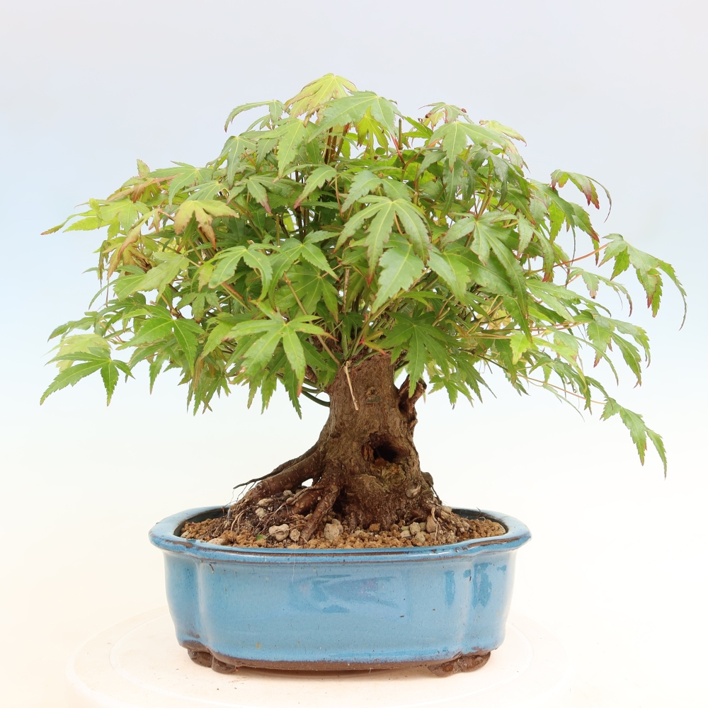 Bonsai da esterno - Acero Burger - Acer Burgerianum
