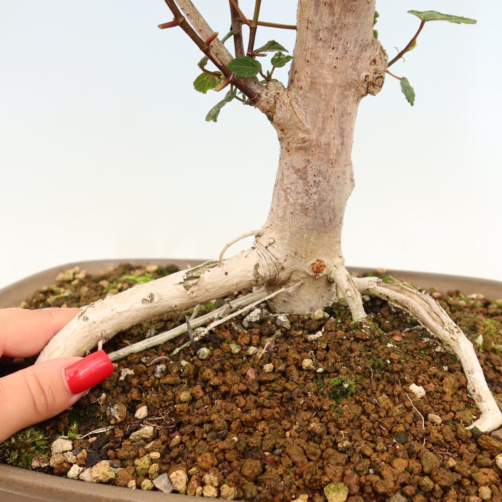Bonsai da interno - Hibiscus tiliaceus - Ibisco marino