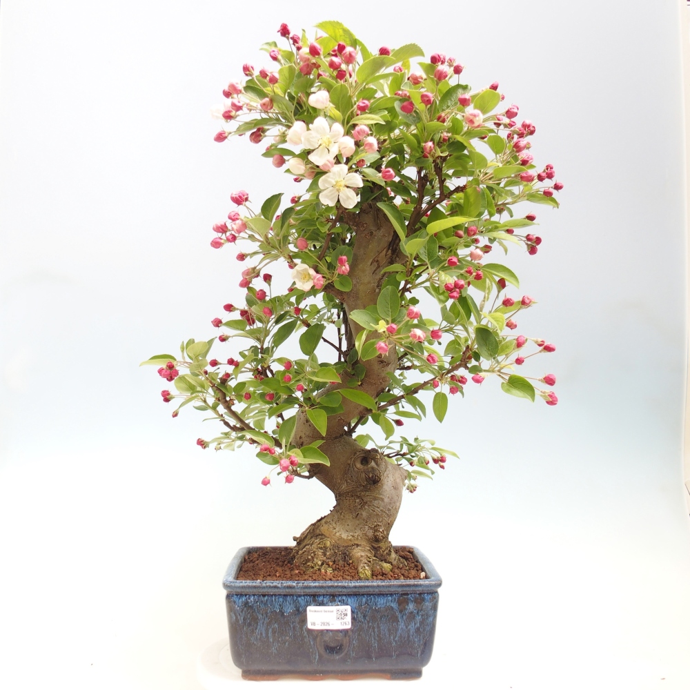 Bonsai da esterno -Malus halliana - Melo a frutto piccolo