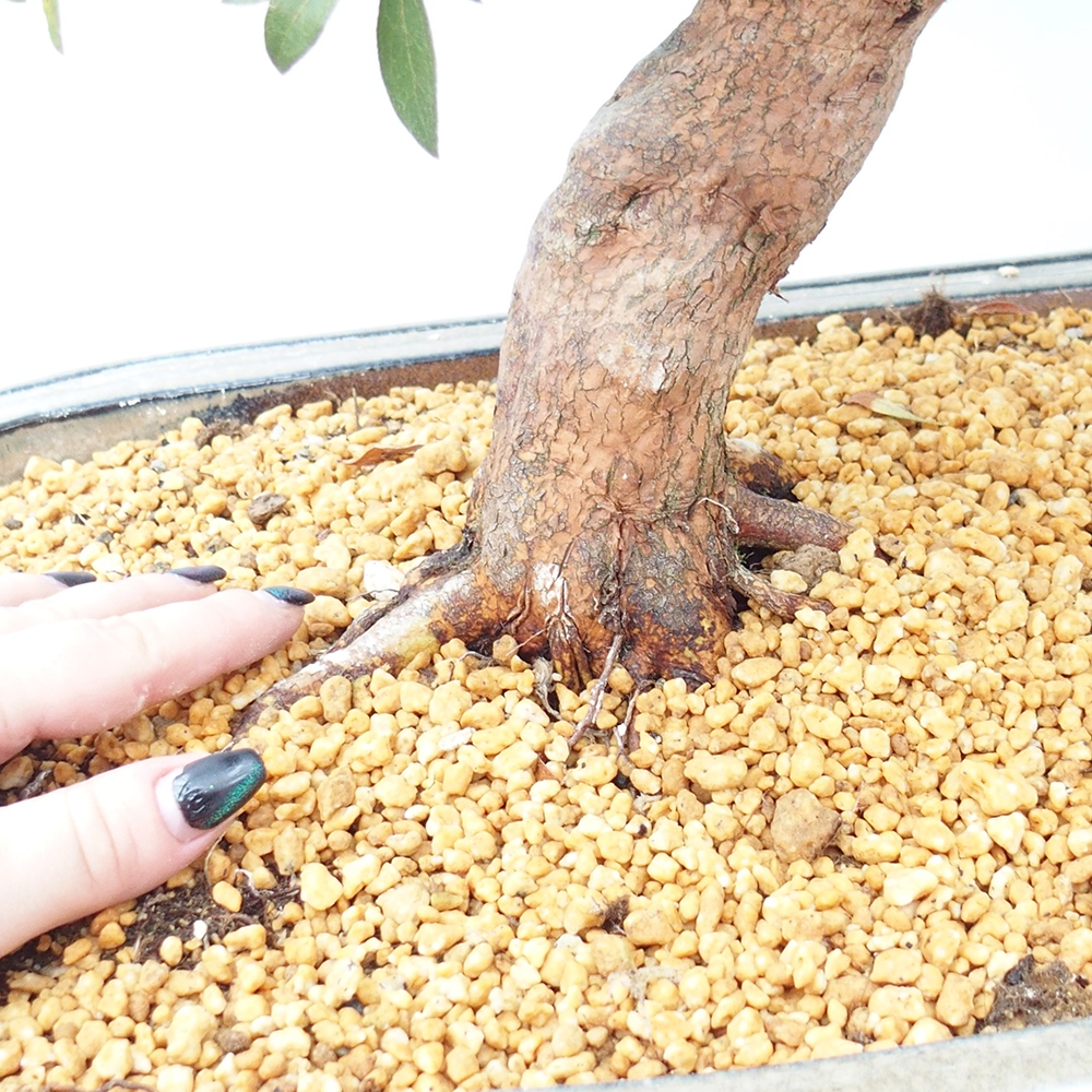 Bonsai da esterno - Azalea giapponese - Azalea Haruurara