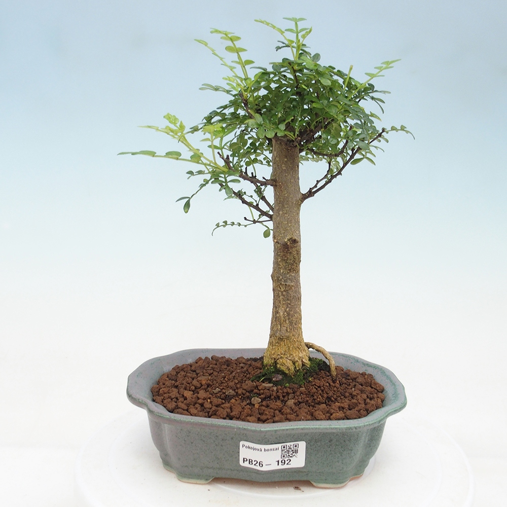 Camera bonsai - Zantoxylum piperitum - albero del pepe