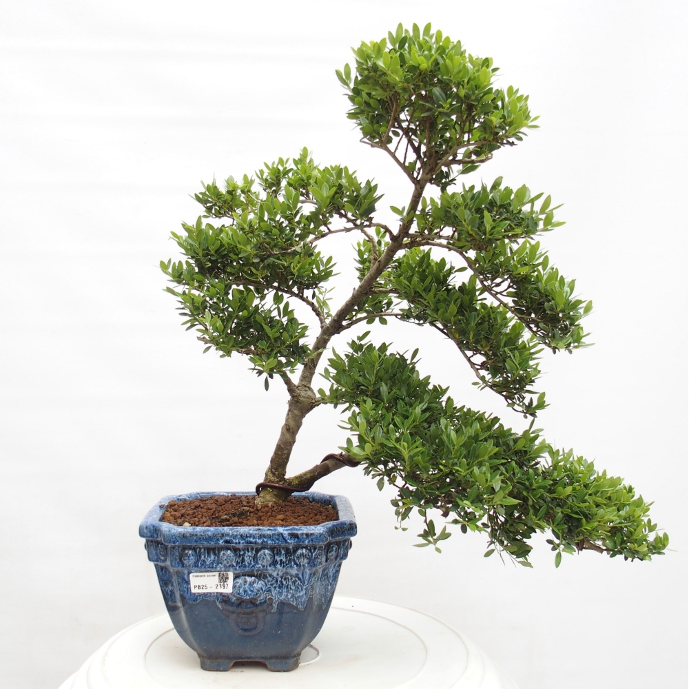 Camera bonsai - Ilex crenata - Agrifoglio