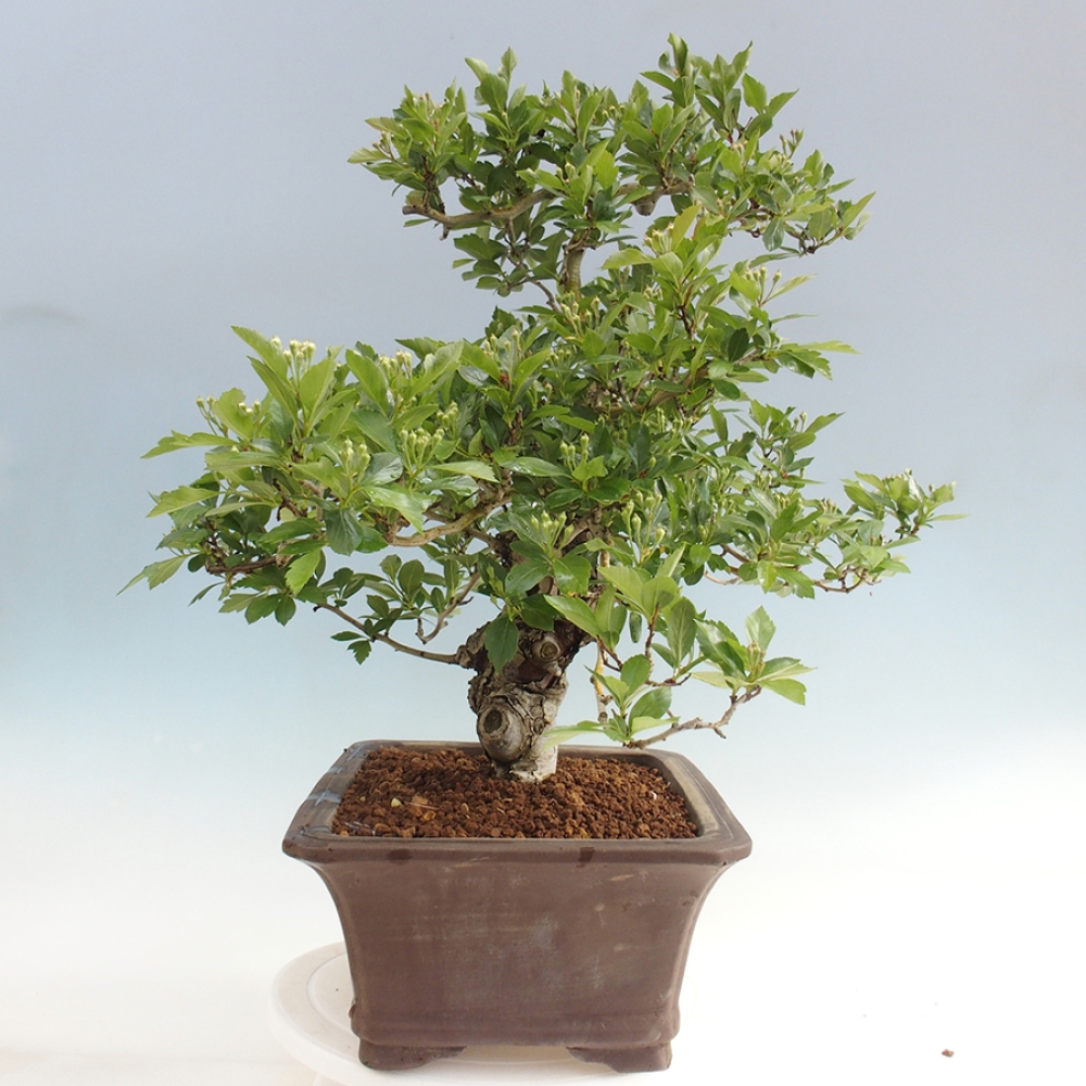 Bonsai da esterno - Biancospino - Crataegus cuneata