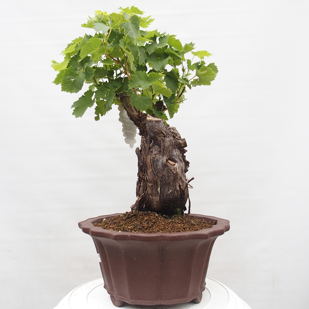 Bonsai da esterno - Vitis vinnifera MUSKAT ITALIA - Vite