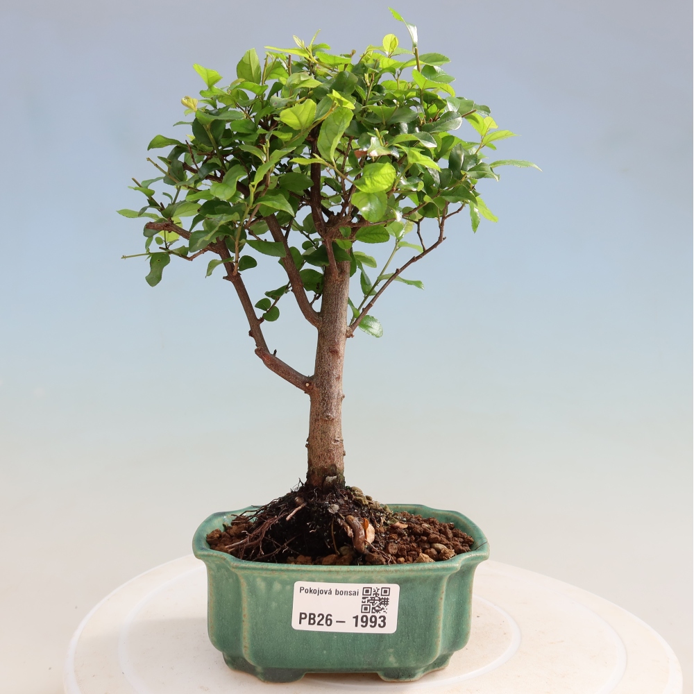 Camera bonsai - Sageretia thea - Sageretia thea
